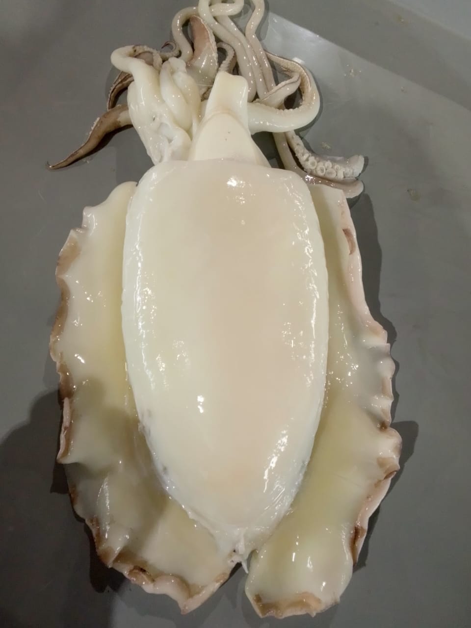 Chocos em tiras frescos - L&A Pescados Angola